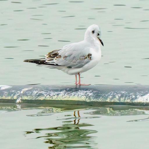 A bird surrounded by water